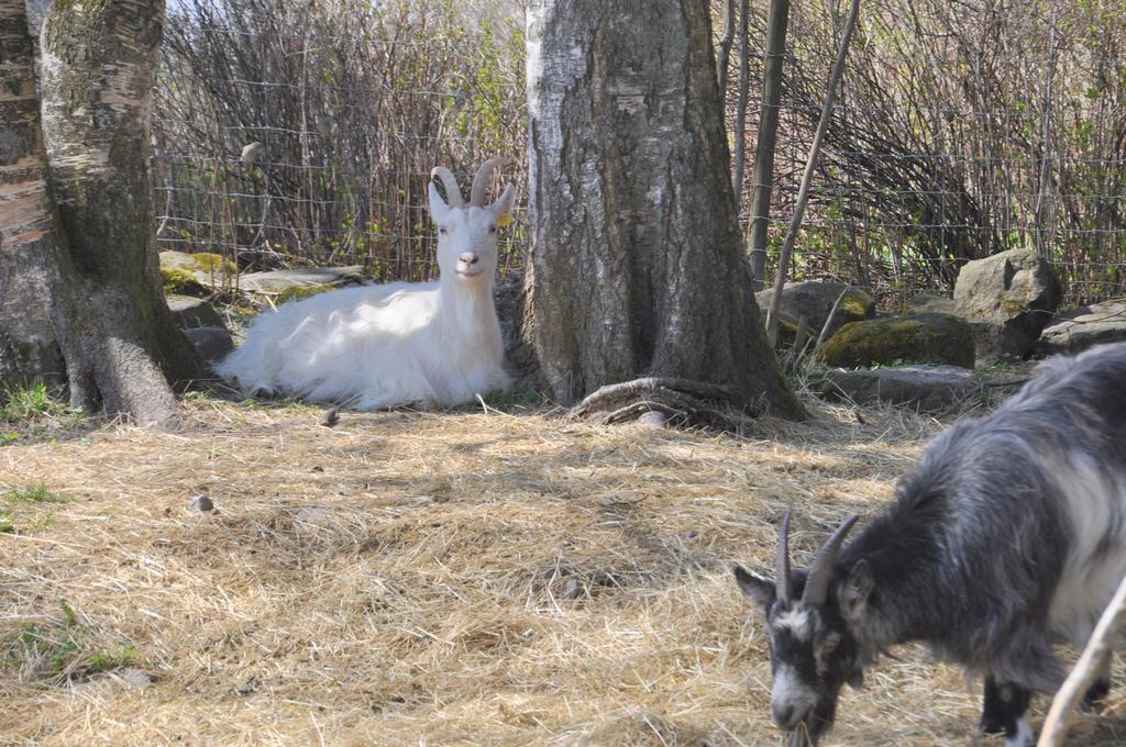 Kullagarden Villa Vreta Kloster Dış mekan fotoğraf